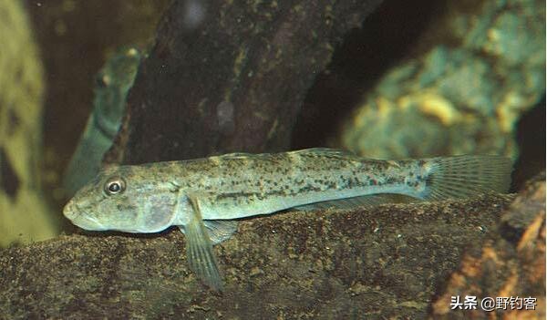 沙塘鳢怎么钓,沙塘鳢什么鱼