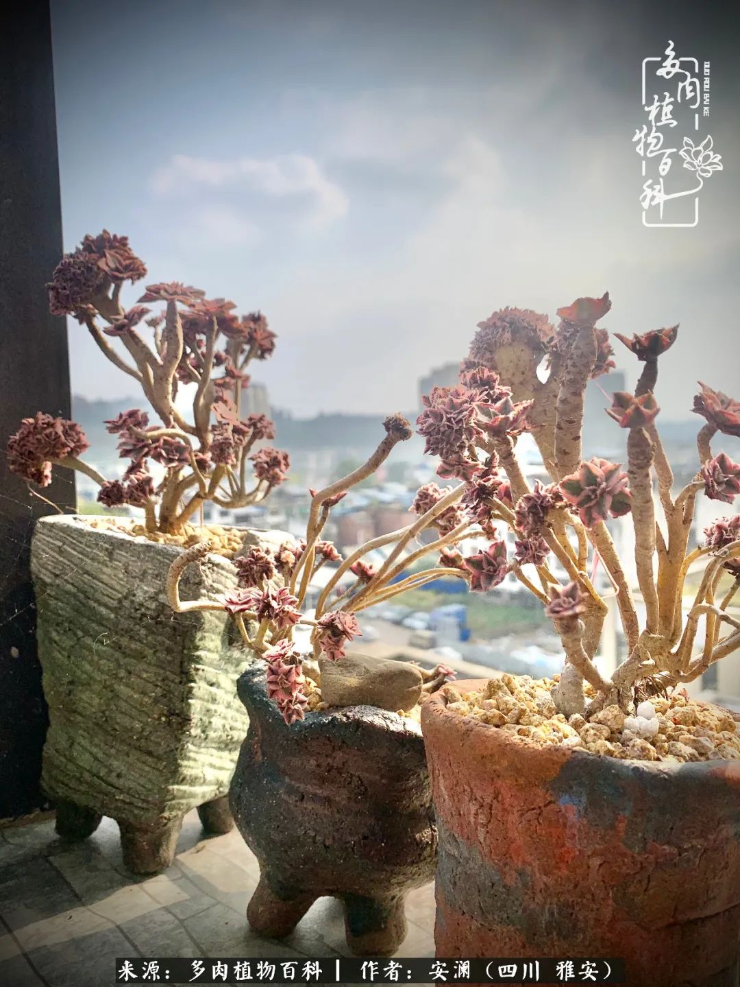 小仙女的阳台多肉,绝美多肉阳台