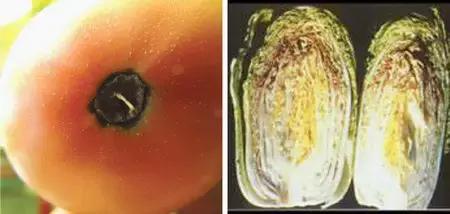 判断植物必需营养元素的标准是,植物生长必需的三种营养元素