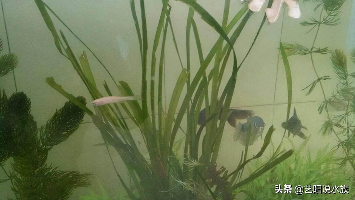 金鱼鱼缸腥味重是什么原因造成的,鱼缸水有腥味用杀菌灯怎么处理