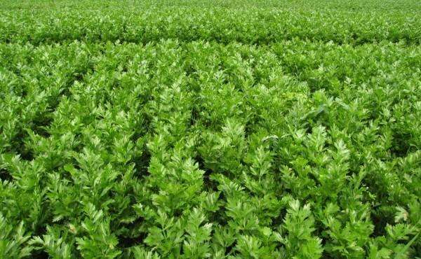 西芹籽胶囊对痛风有好处吗,西芹汁对痛风有好处吗