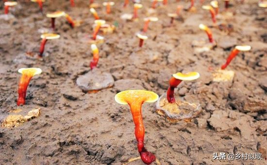 广西灵芝人工种植基地,种植灵芝赚钱吗