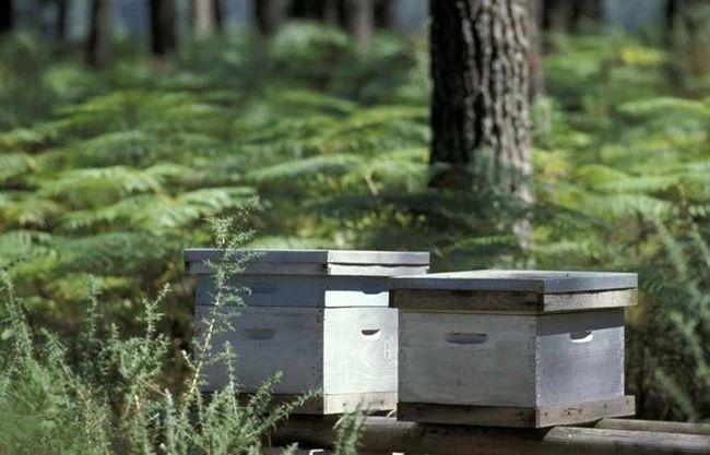 蜜蜂养殖种蜂怎么买,蜜蜂养殖方法自动喂蜂