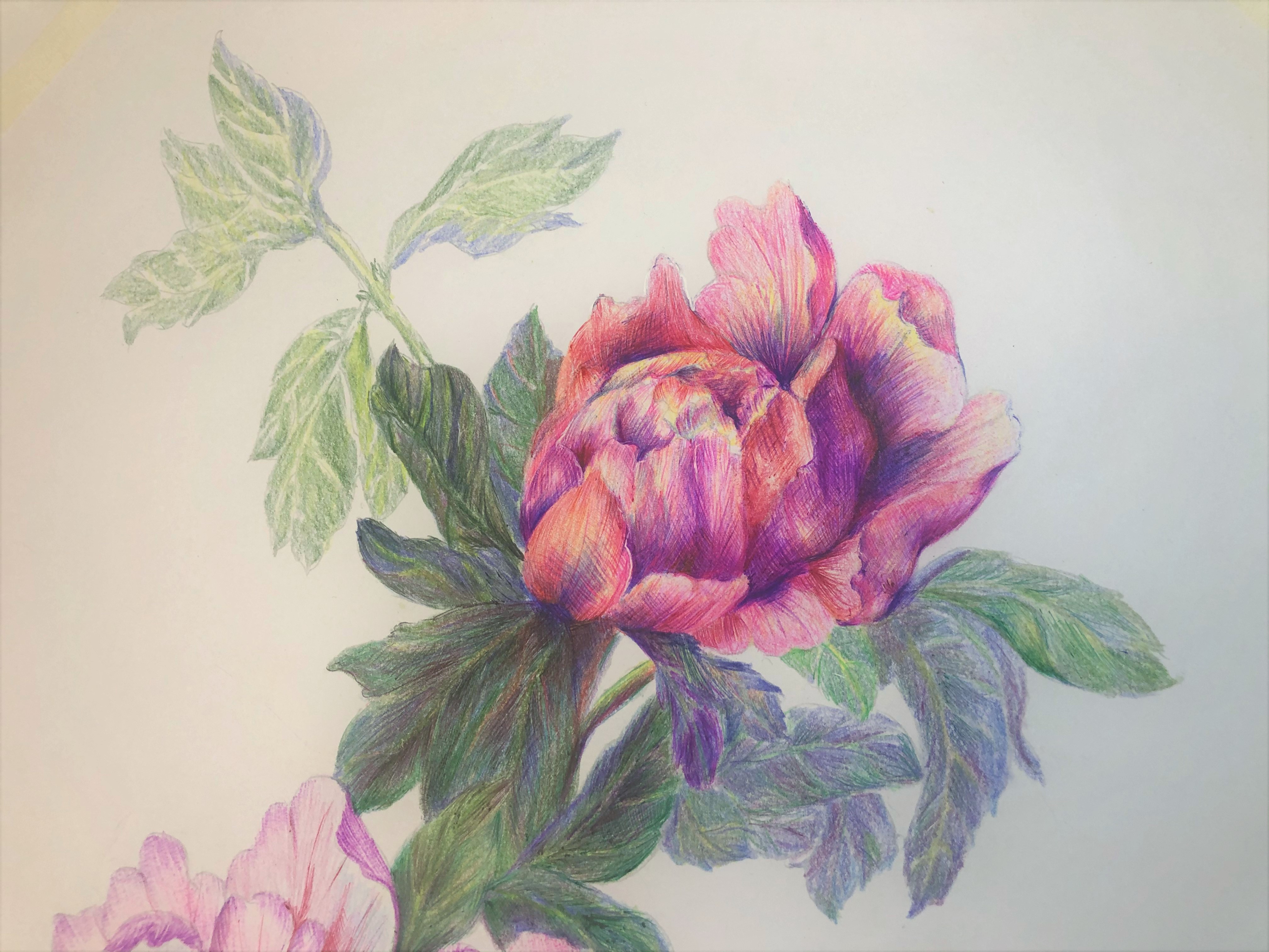 圆珠笔画牡丹教学,圆珠笔画牡丹的画法