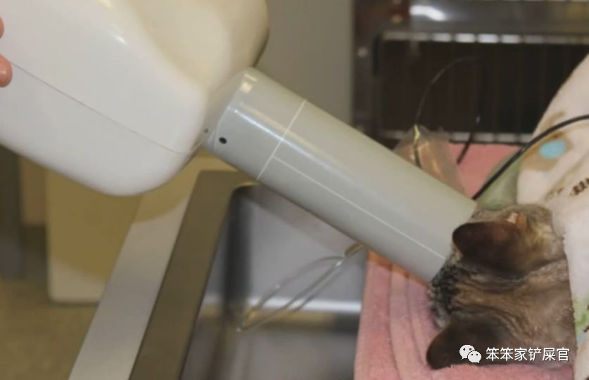 猫咪牙齿发炎最好的方法,猫咪牙齿有哪些问题