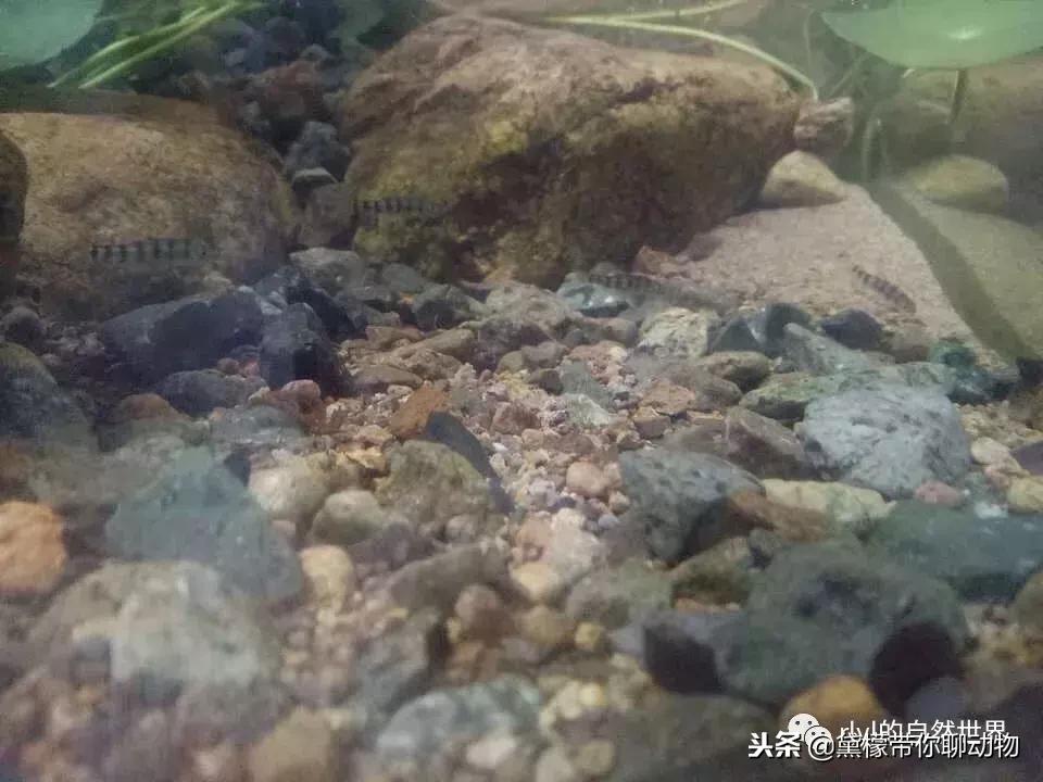 丛林造景黄缘龟池设计图大全,龟宝宝黄缘龟生态缸造景教程