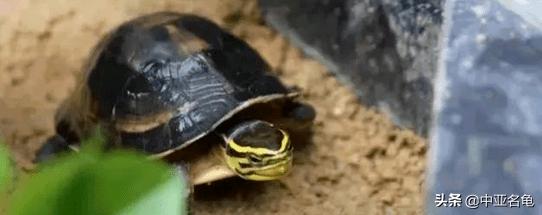 新手养龟快速入门教程,石金钱龟冬天怎么养新手必看