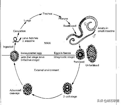 揭秘宠物医院检查项目之便检：什么是便检，为什么狗需要做便检？