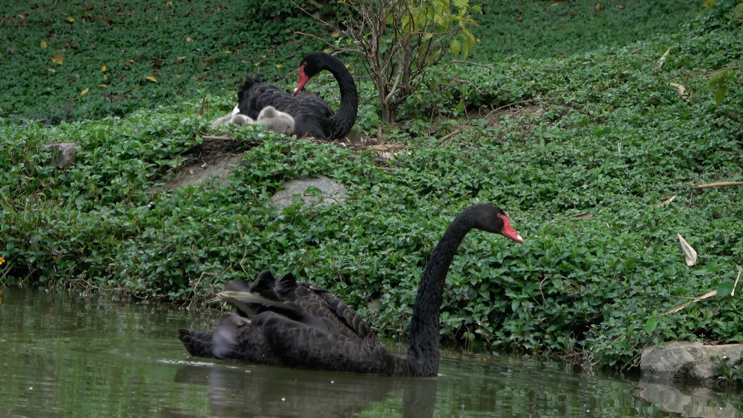 清远森波拉避暑胜地,森波拉奇妙世界温泉门票价格
