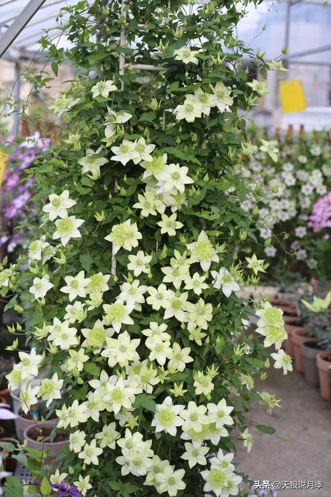 别人做梦都想要的花墙，他早就用铁线莲实现了