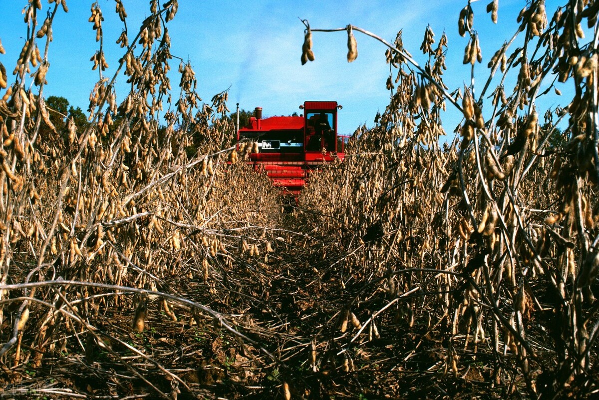 今年的秋季大豆什么价格,今年大豆价格最高能达多少