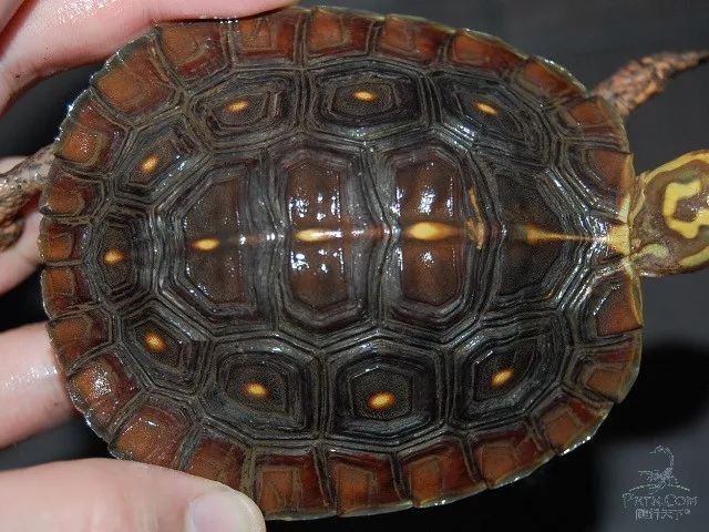 卢比达山龟介绍,卢比达山龟保护级别