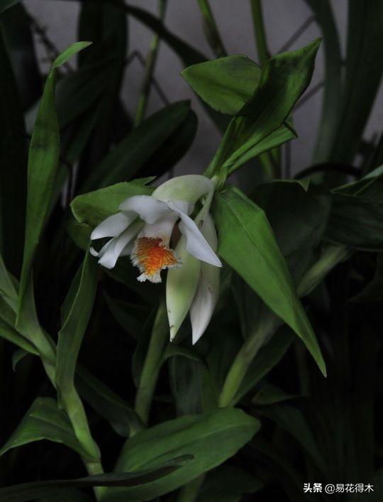 笋兰是名贵兰花吗,深山里又发现好多珍贵兰花品种