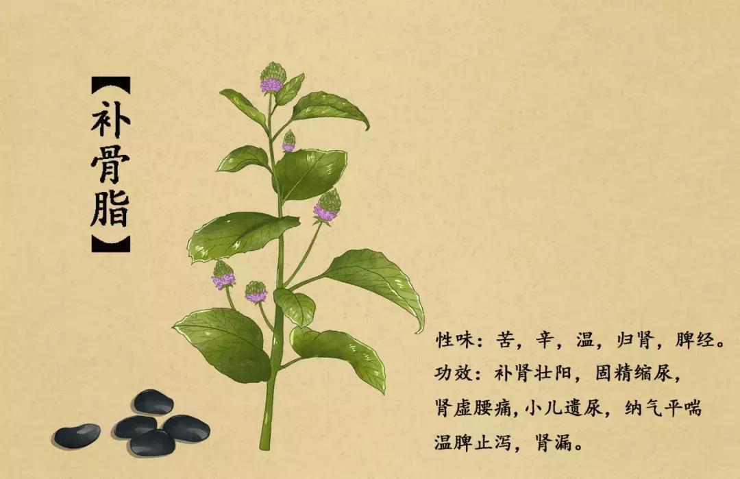 手绘中草药图片大全及功效,13岁男生手绘中草药图走红