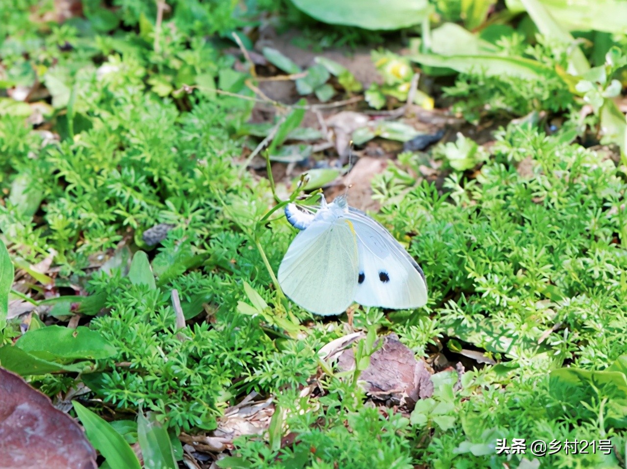 家里种蔬菜起虫怎么办,自己在家种蔬菜怎么防止虫害