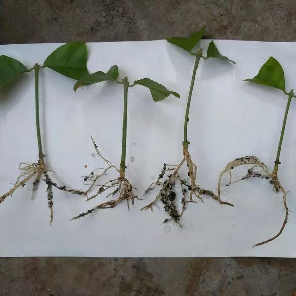 买了老桩绣球怎么办,老桩一般要养多久才会开花