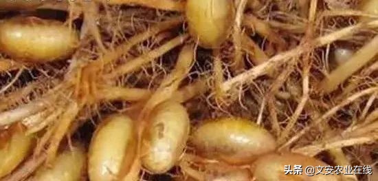 地下害虫怎么防治效果最好,多种地下害虫的防治方法