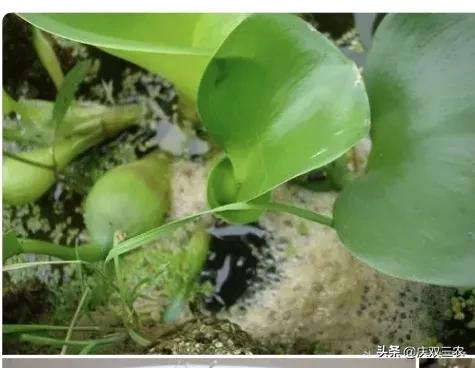 黄鳝产卵后会由雌变雄吗,黄鳝产卵后如何处理