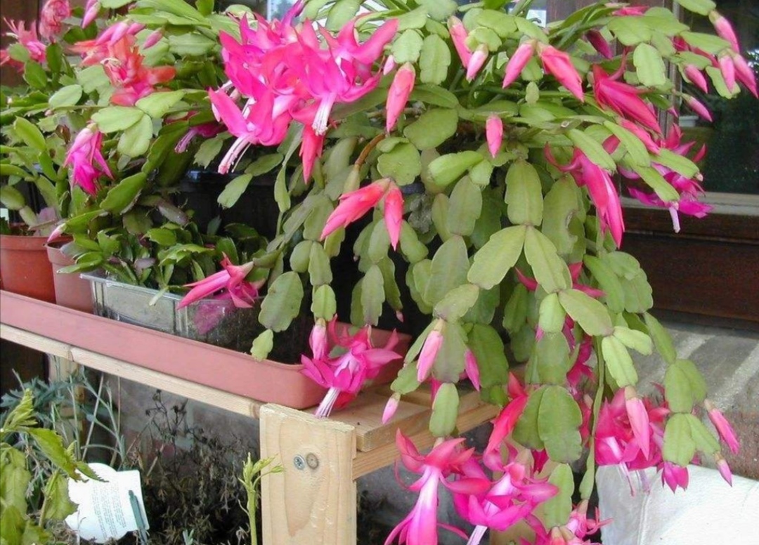 养花施肥用哪些花肥,养花浇什么肥促进根的生长