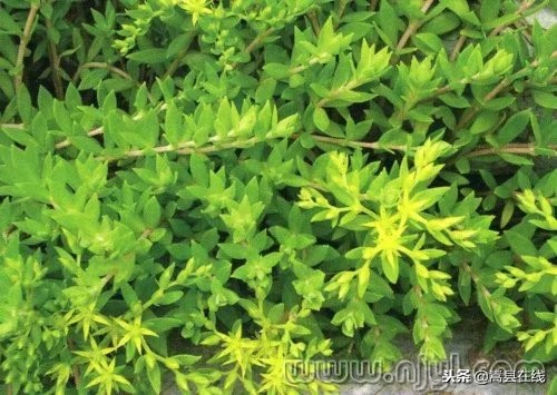 农村比较常见的中草药,农村不可碰的十种草药