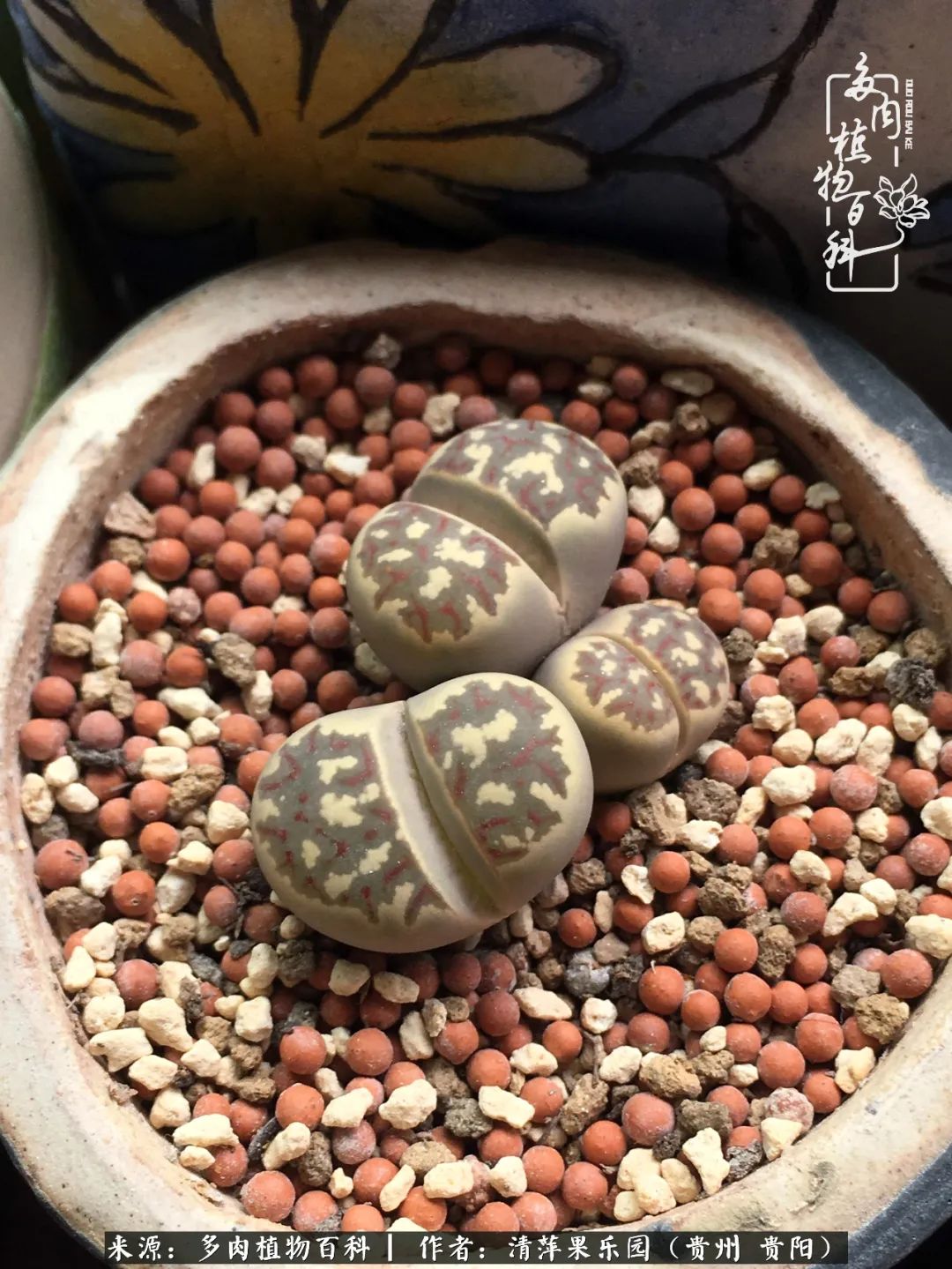 生石花庭院,晶莹剔透的生石花