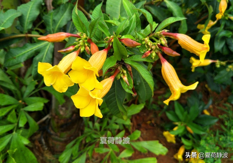 海南潜水旅游攻略一日游,海南亚龙湾游记