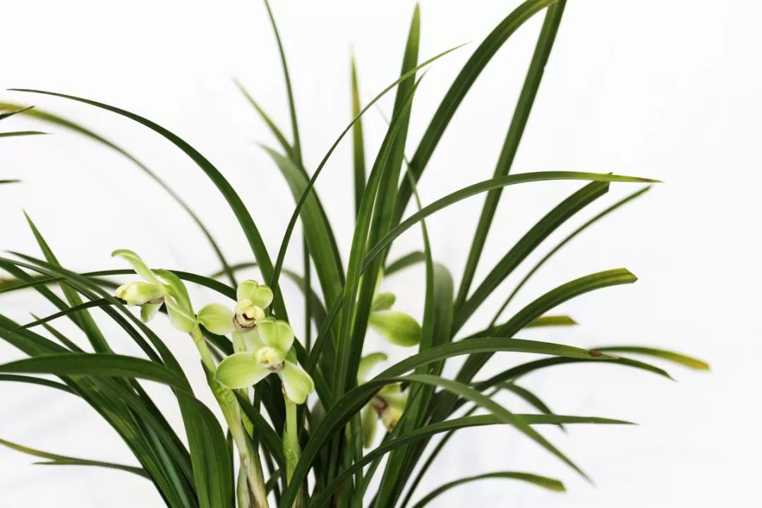 兰花猎人选兰从细节入手，一高兴说出了春兰看芽赌草的奥妙之处