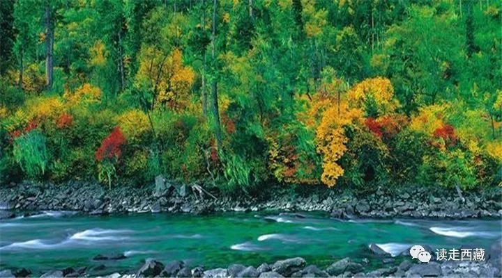 【走*藏西**】羌纳，绿色的海洋