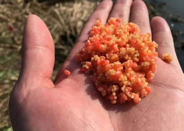 钓鱼打窝怎么打最好,钓鱼打窝怎么打比较好