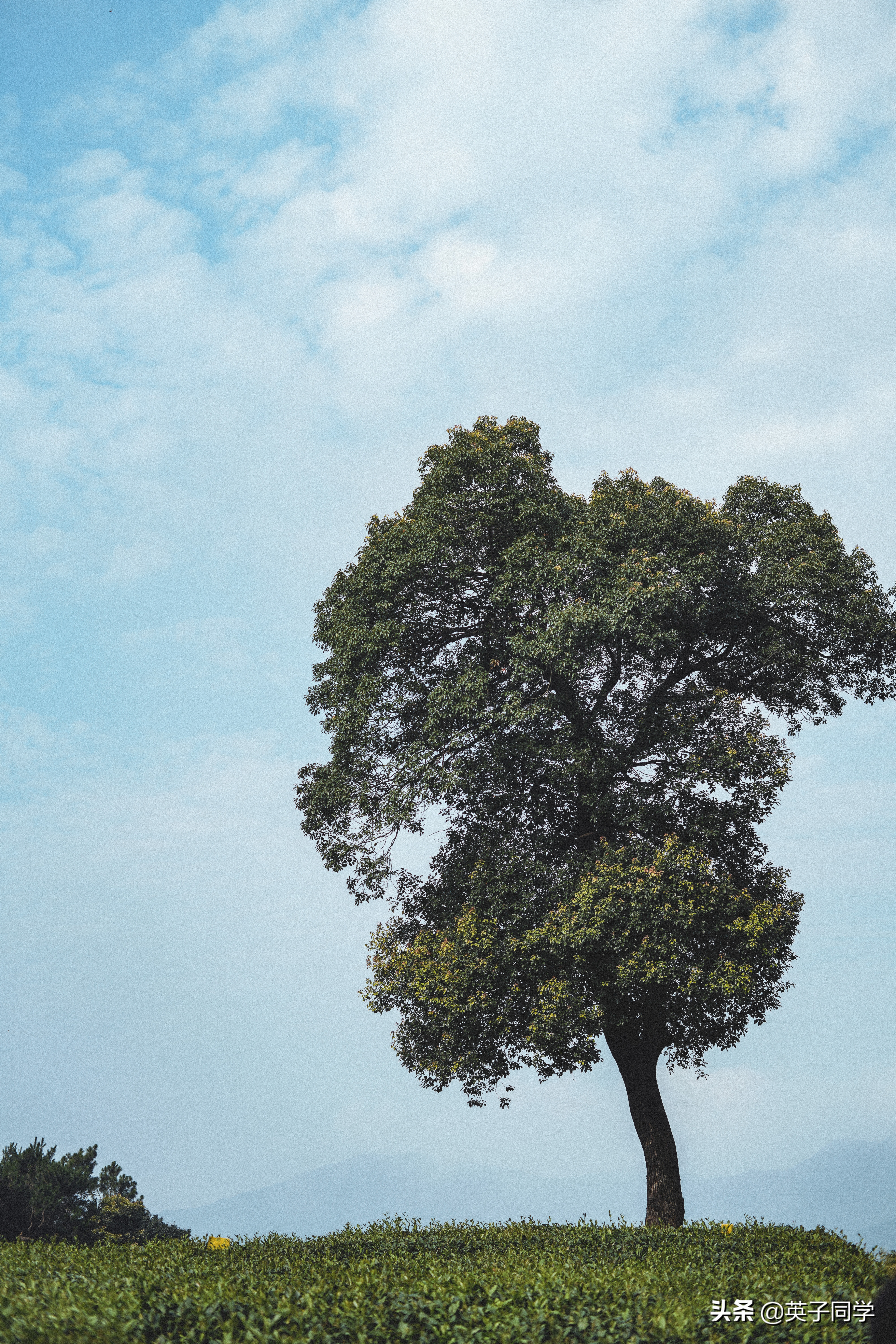 杭州小京都茅草屋,杭州茶文化主题民宿