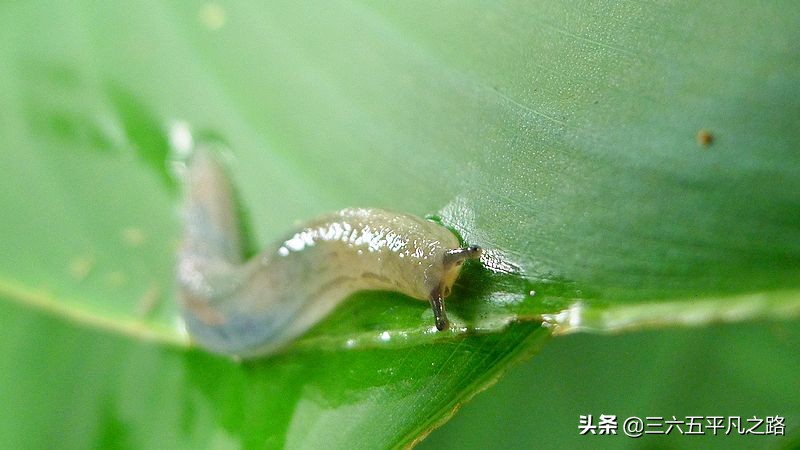 菜园鼻涕虫泛滥，学好这几招，实用方便，蔬菜无公害，快来试一试