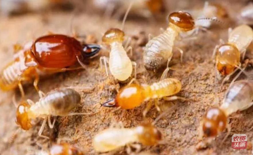 种植杨梅树多少平米一棵,杨梅树庭院种植位置图片