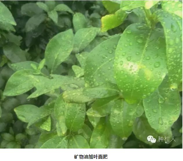 有机硅与橙皮精油,有机硅助剂和橙皮精油