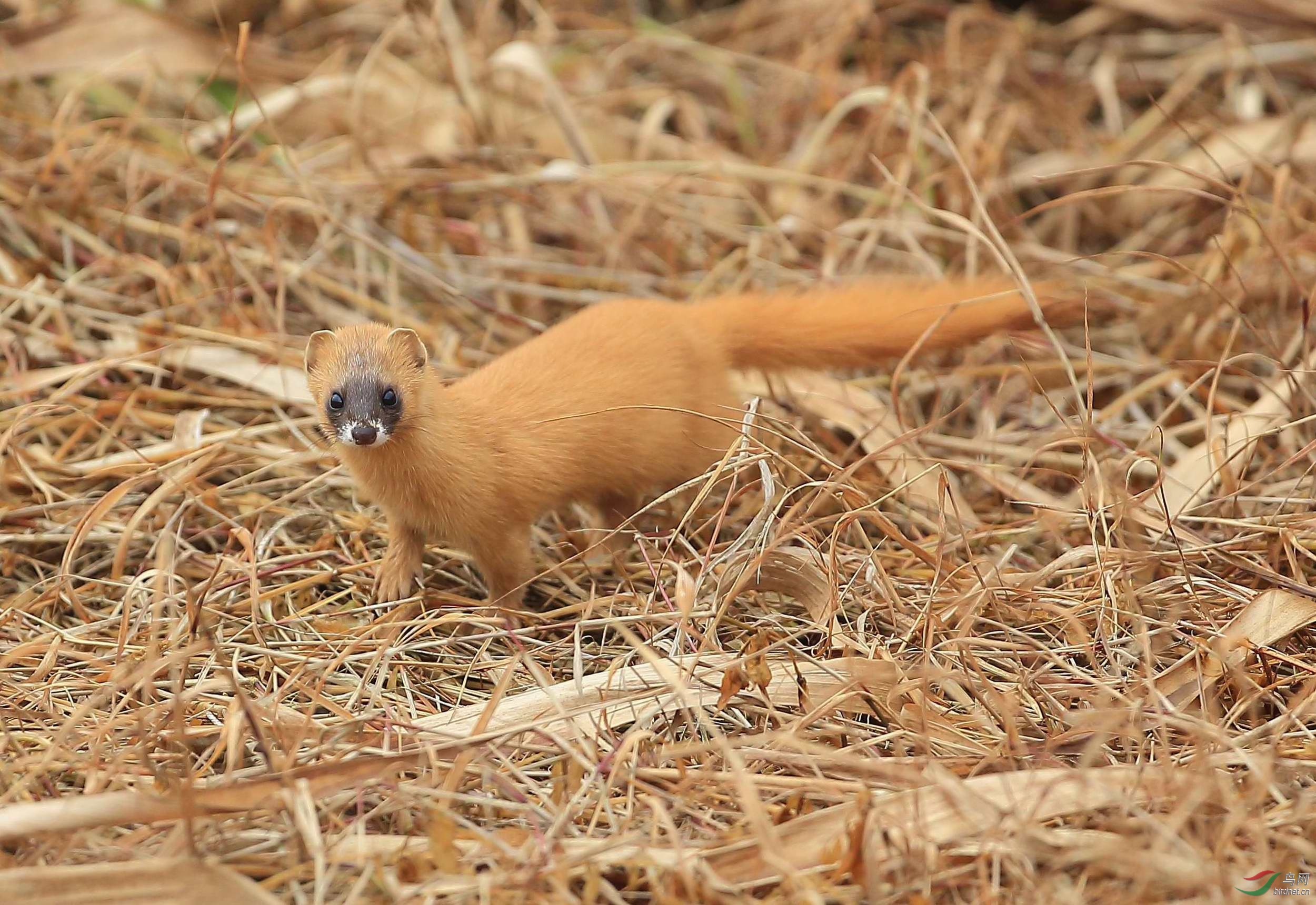 黄鼠狼报恩全集,黄鼠狼报恩