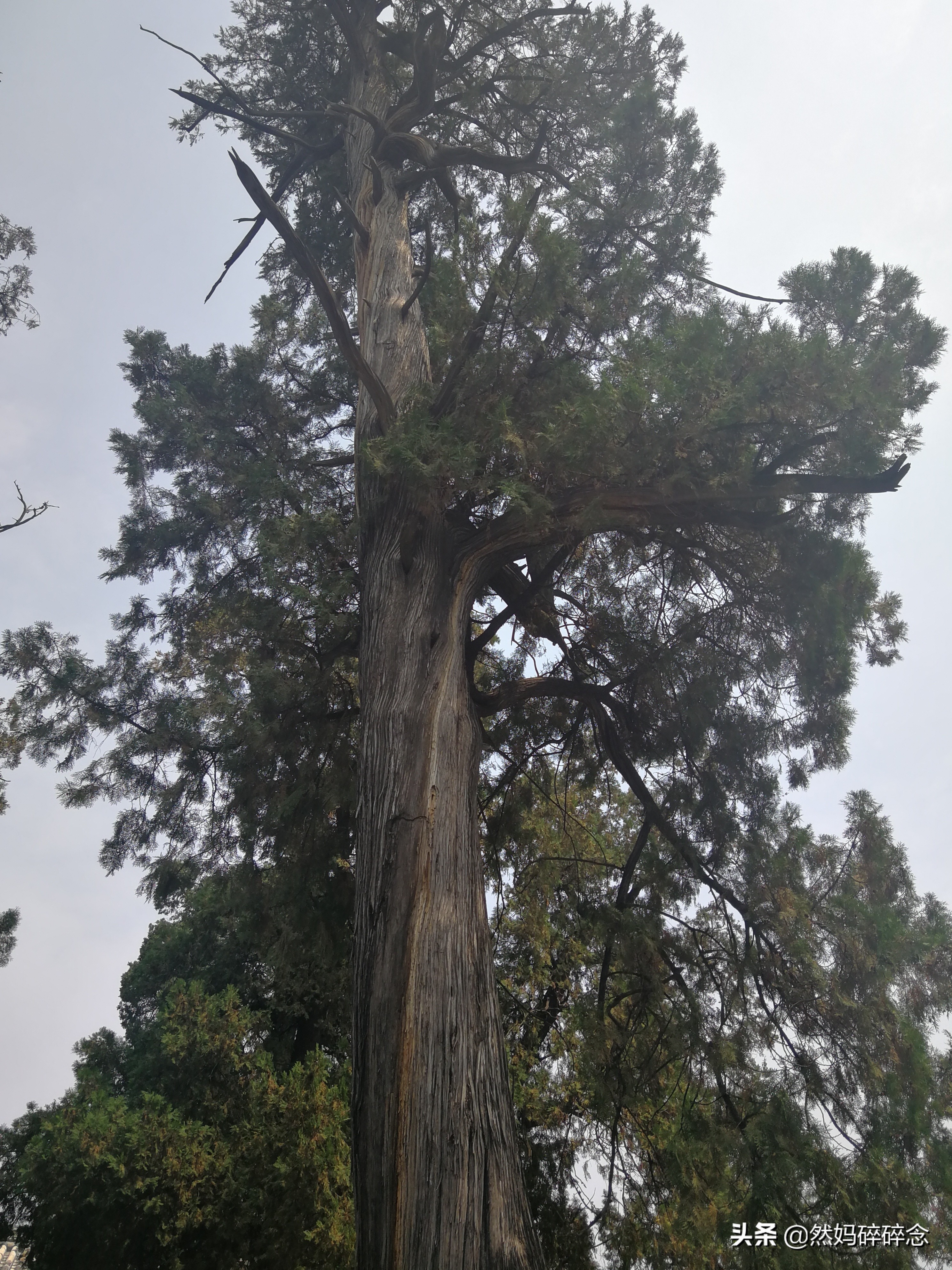 曲阜二日游详细攻略,曲阜圣人故地旅游攻略
