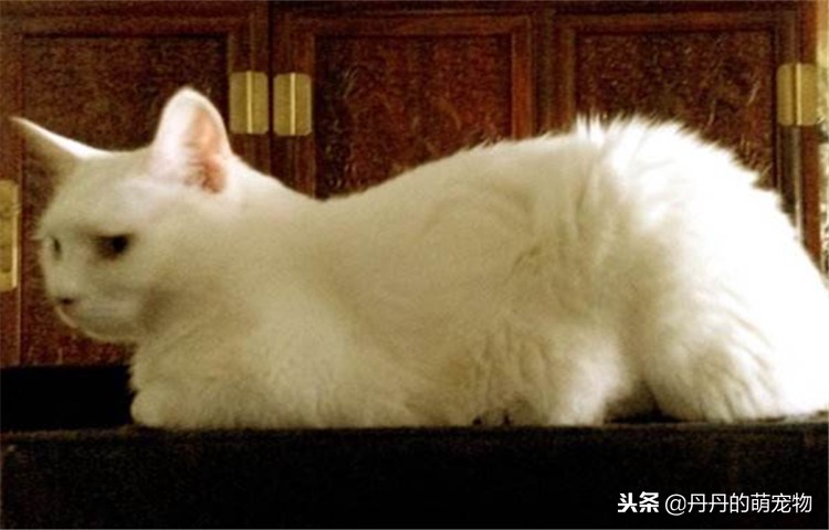 猫咪越来越反骨,猫咪反群怎么办