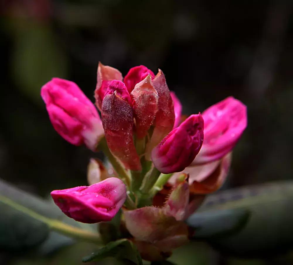 凉山最漂亮的花海,西昌赏花攻略