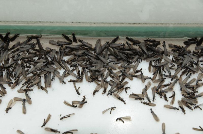 在成都白蚁是国家免费处理吗,成都白蚁怎么治最好