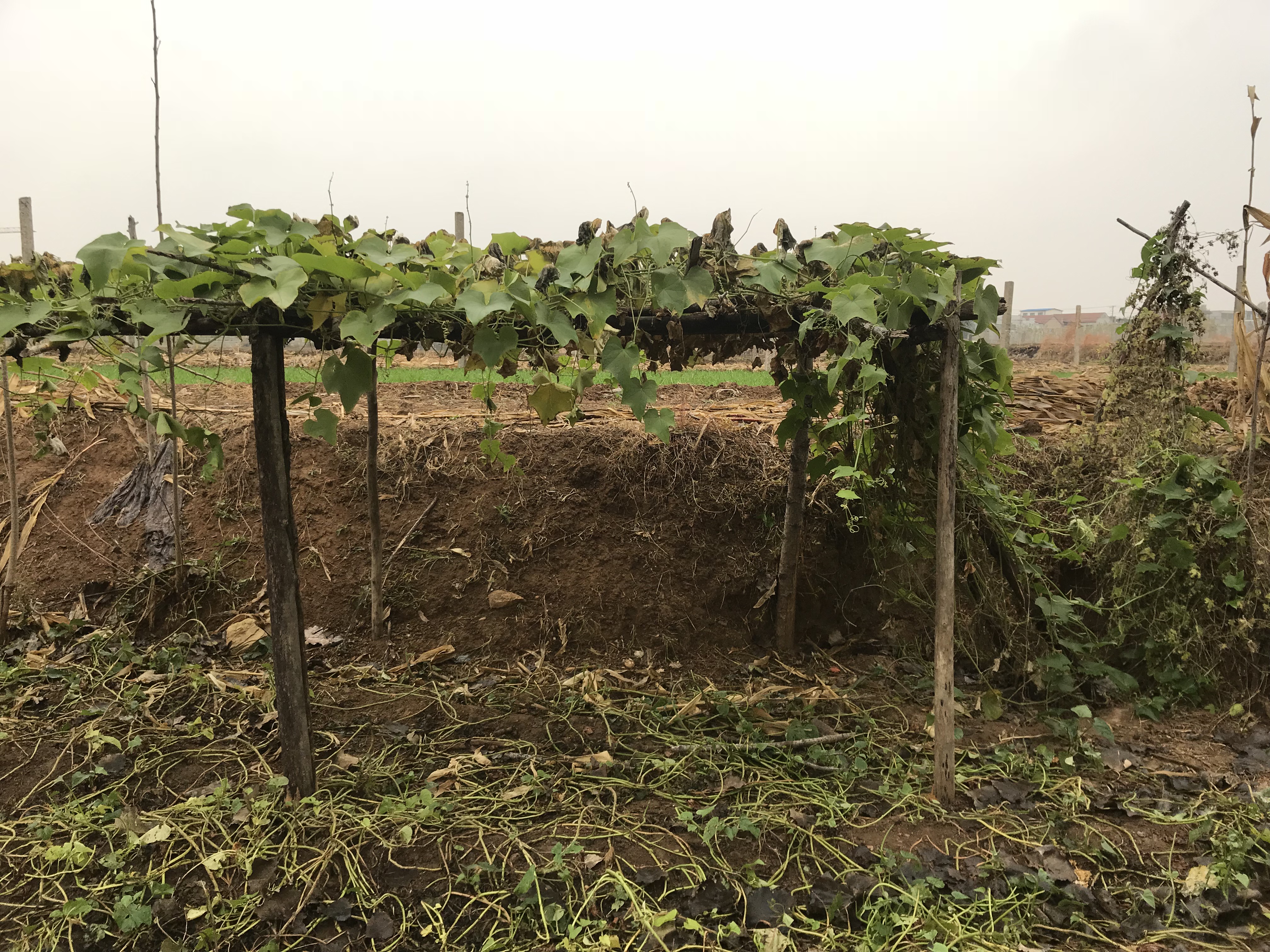 家里有几亩地种什么划算呢,有一亩地种什么省事