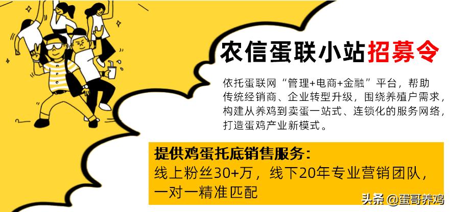 养10000只下蛋鸡一年收入,养1万只蛋鸡的利润