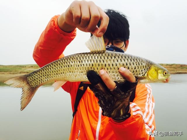 路亚赤眼鳟攻略,赤眼鳟路亚操作手法