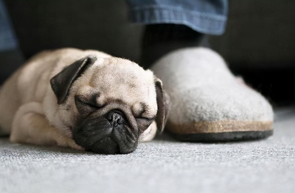 我家狗老是哼哼唧唧的,我家狗有窝不睡就睡地上