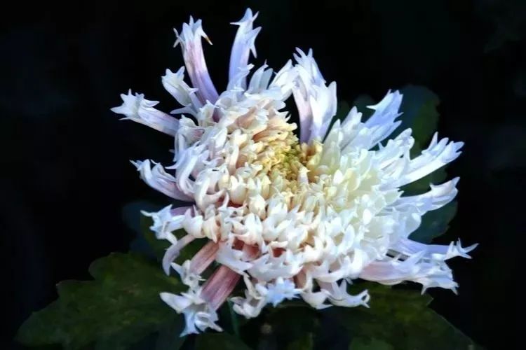 花中四君子菊花,花中四君子菊花的简介