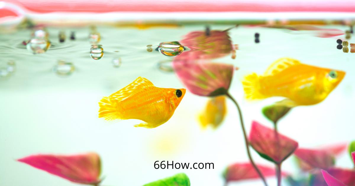 推荐几款适合新手饲养的观赏鱼,十种适合新手养的观赏鱼