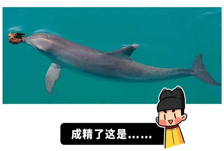 为什么要捕杀鲸鱼?日本人:不是为了吃,这是传统文化