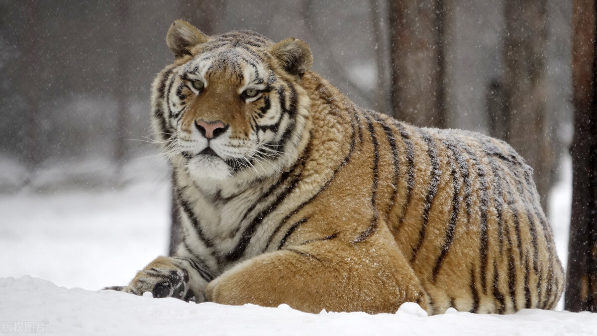 东北极端暴雪中东北虎会受灾吗,东北气温会冻死东北虎吗