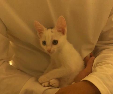 流浪猫被好心人收养后变成粘人,救助小猫被粘鼠板粘住扔到垃圾桶