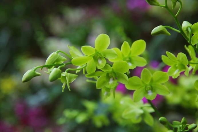 吊兰君子兰哪个好养护,君子兰吊兰图片欣赏