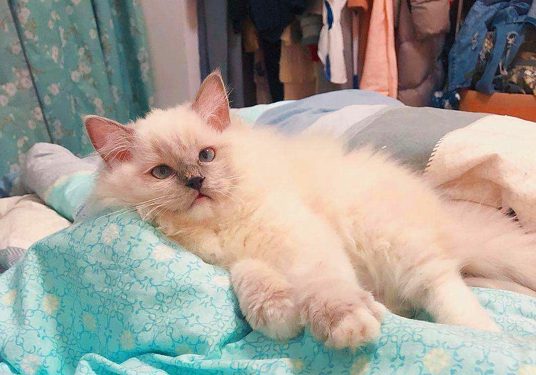 猫咪为什么会传染严重的猫疾病,猫咪传染猫咪的病有哪些症状