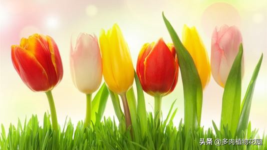 郁金香怎么养才能开花,郁金香怎么种植和养护方法